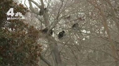 Bears Spotted Napping in Tree in Virginia Neighborhood | NBC4 Washington