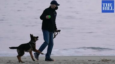 Bidens Walk And Play With New Puppy, Commander, In Rehoboth Beach, Delaware