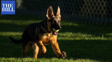 Meet Commander, President Biden's New German Shepherd Puppy
