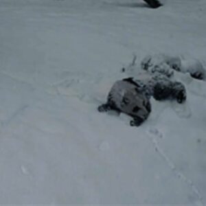 Giant Panda Cub Belly Flops on Fresh Snow | NBC4 Washington