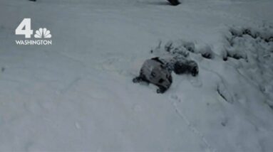Giant Panda Cub Belly Flops on Fresh Snow | NBC4 Washington