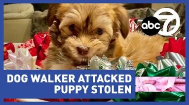 Dog walker attacked, puppy stolen
