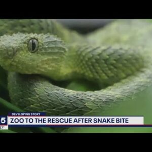 Anti-venom rushed to hospital after man bitten by pet African Pit Viper | FOX 5 DC