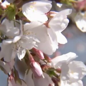 Crowds Enjoy Cherry Blossoms in Peak Bloom | NBC4 Washington