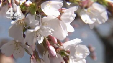 Crowds Enjoy Cherry Blossoms in Peak Bloom | NBC4 Washington