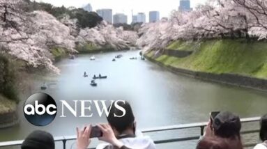 Crowds gather as cherry blossoms hit full bloom in Tokyo