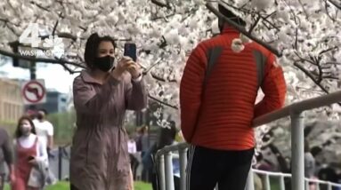 DC's Cherry Blossom Peak Bloom Prediction Is Out | NBC4 Washington