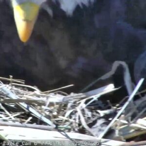 Hatch watch intensifies for National Arboretum's bald eaglets | FOX 5 DC