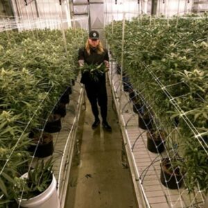 House Poised To Pass Bill Legalizing Marijuana