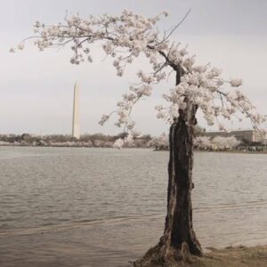 How Climate Change Is Threatening DC's Cherry Blossoms | NBC4 Washington