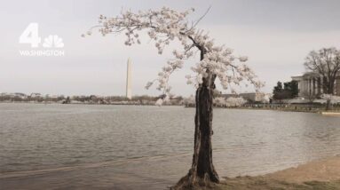 How Climate Change Is Threatening DC's Cherry Blossoms | NBC4 Washington