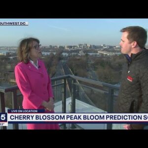 DC region ready to celebrate famous cherry blossoms for 2022 season | FOX 5 DC