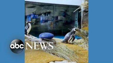 Penguins begin nesting season at Chicago aquarium