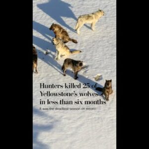 Hunters killed 25 of Yellowstone’s wolves in less than six months. It was the deadliest season yet.