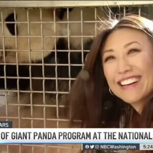 National Zoo Panda Program Celebrating 50 Years of Research and Cuteness | NBC4 Washington