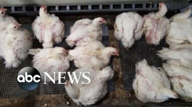 1st human case of bird flu detected in US