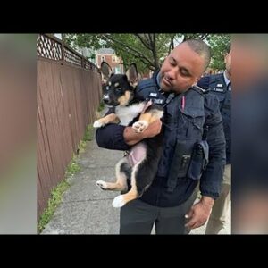 2 Men Shot, 2 Puppies Stolen in Crime Spree: The News4 Rundown | NBC4
