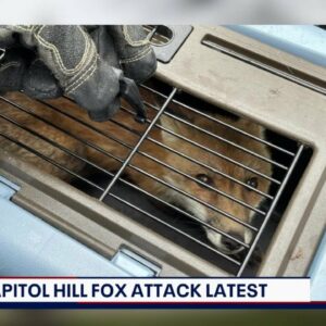 Fox that bit 9 people around Capitol Hill tests positive for rabies | FOX 5 DC