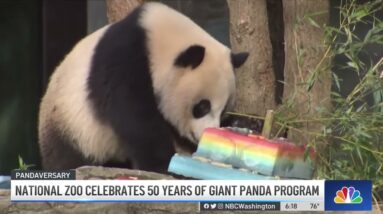 National Zoo Celebrates 50 Years of Giant Panda Program | NBC4 Washington