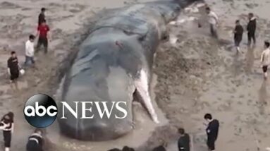 Authorities return beached whale to ocean