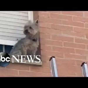 Dog rescued from window ledge by police officer