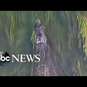 Drone captures crocodile swimming gracefully