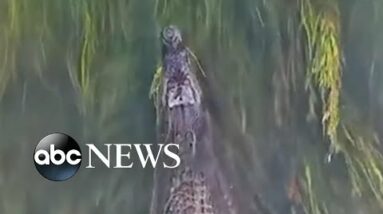 Drone captures crocodile swimming gracefully