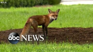 Fox hunt on Capitol Hill