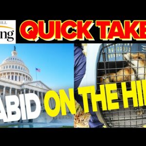 RABID FOX On The Loose In DC, EXECUTED By Feds After Biting Congressman | Rising Quick Takes