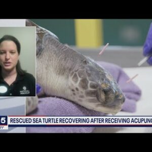 Sea turtle gets acupuncture treatment at National Aquarium | FOX 5 DC