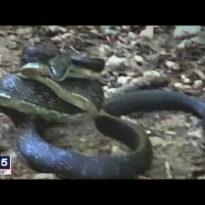 Snake sightings startle a Northern Virginia community | FOX 5 DC