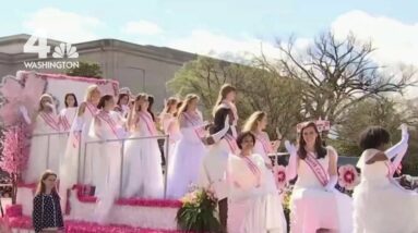 Thousands Attend Return of Cherry Blossom Parade | NBC4 Washington