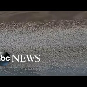 Thousands of snow geese flock over lake