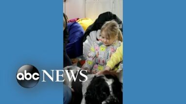 Dog therapy touches hearts of displaced children fleeing fighting in eastern Ukraine