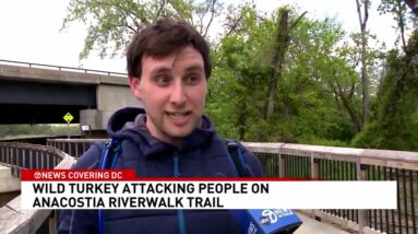 'He almost clawed my face!' Victims describe turkey attacks on DC's Anacostia Riverwalk