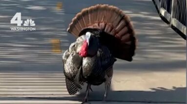 Wild Turkey Attacks People on DC Trail | NBC4 Washington