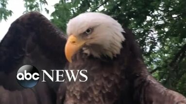 Bald eagle rescued from Kentucky backyard l ABC News