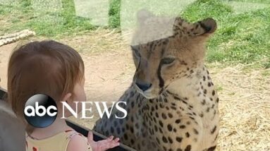 Little girl shares a moment with a cheetah at a zoo