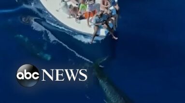 Pilot whales swim near boat off the Maldives coast