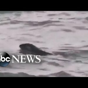 River otter spotted in Detroit River for 1st time in a century