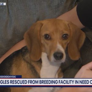 Beagles rescued from breeding facility in need of forever homes | FOX 5 DC
