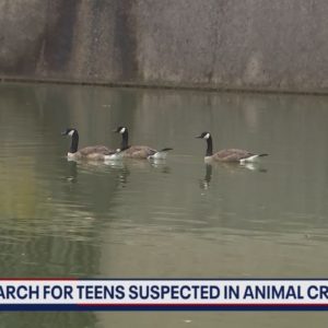 Group of boys accused of killing Canada goose in private Rockville community | FOX 5 DC