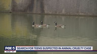 Group of boys accused of killing Canada goose in private Rockville community | FOX 5 DC