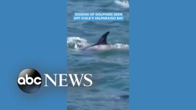 Dozens of dolphins made a splash off the coast of Chile