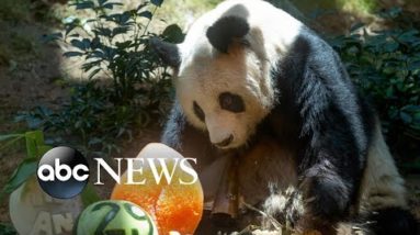 World’s oldest giant panda in captivity dies at 35