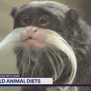 COOKING WITH COMO: Wild Animal Diets at the National Zoo | FOX 5 DC