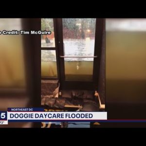 DC flash flooding traps doggie daycare employees in store in Northeast | FOX 5 DC