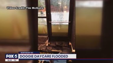 DC flash flooding traps doggie daycare employees in store in Northeast | FOX 5 DC