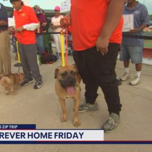 FOX 5 Zip Trip Bowie: Forever Home Friday