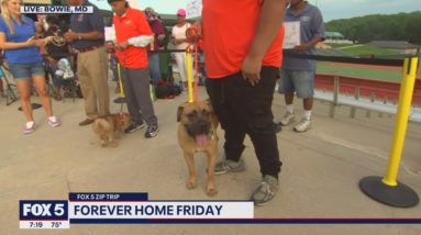 FOX 5 Zip Trip Bowie: Forever Home Friday